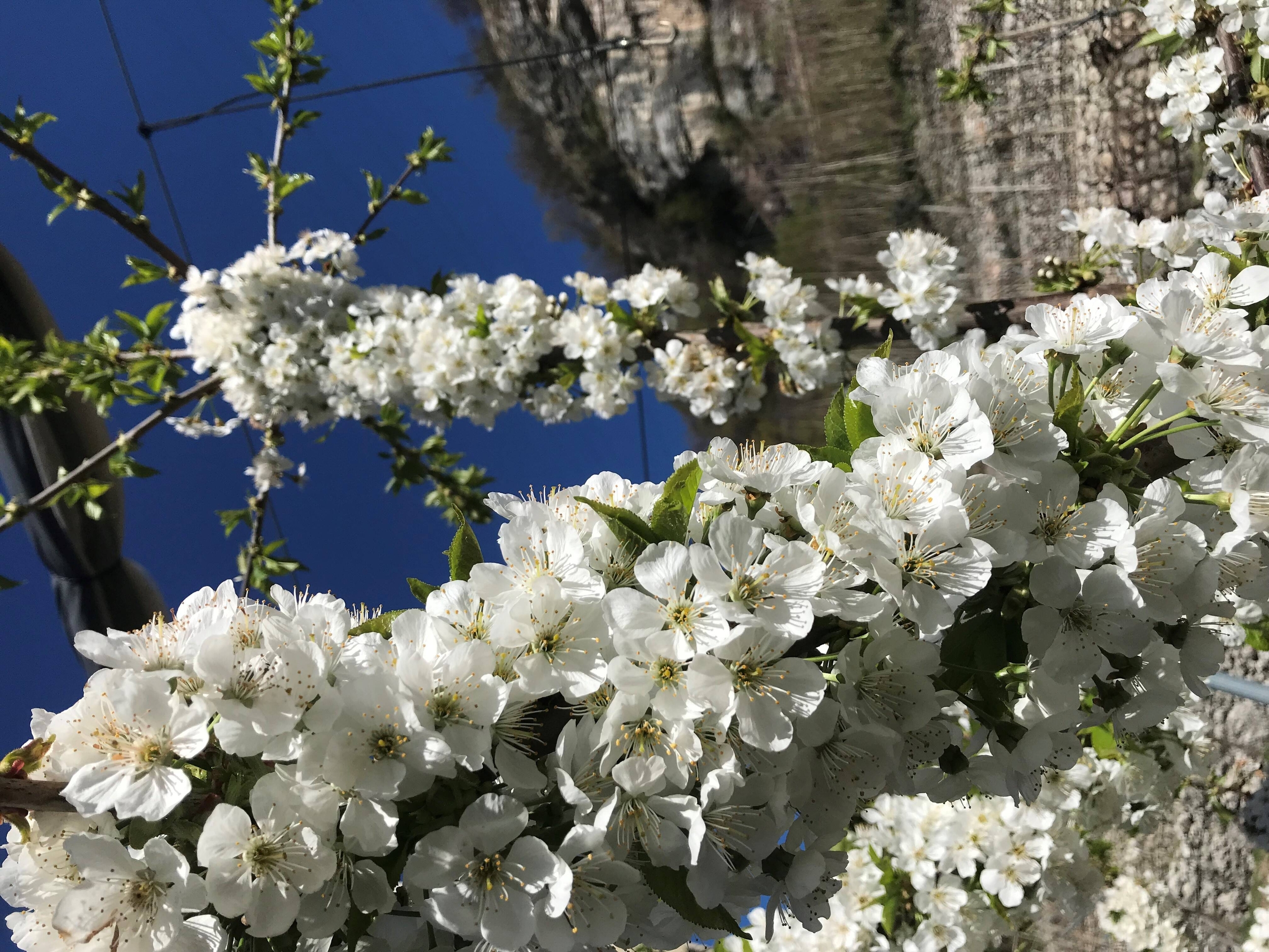 Immagine: Rivista "Il Melograno" marzo 2024