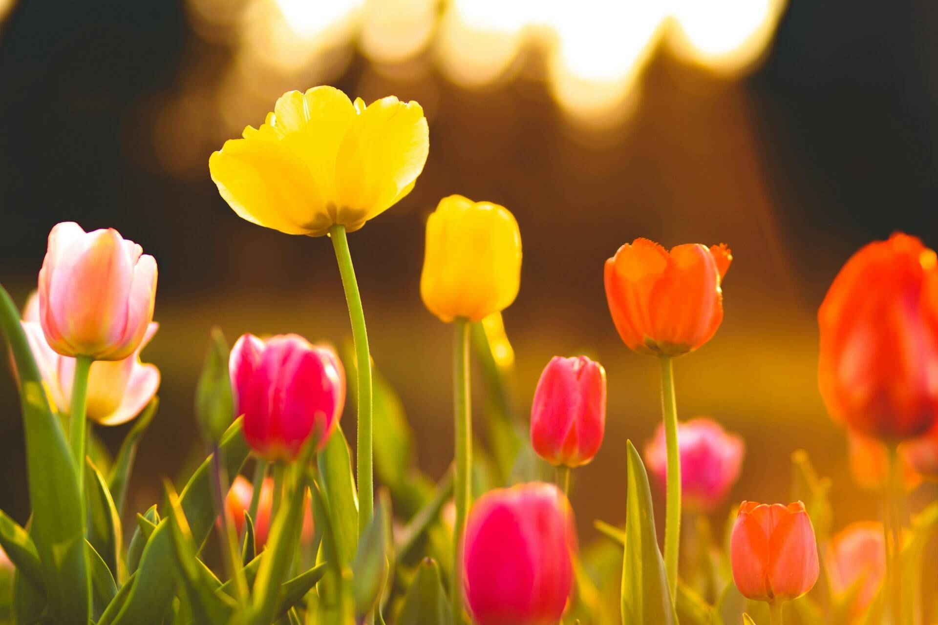 Immagine: Fiori