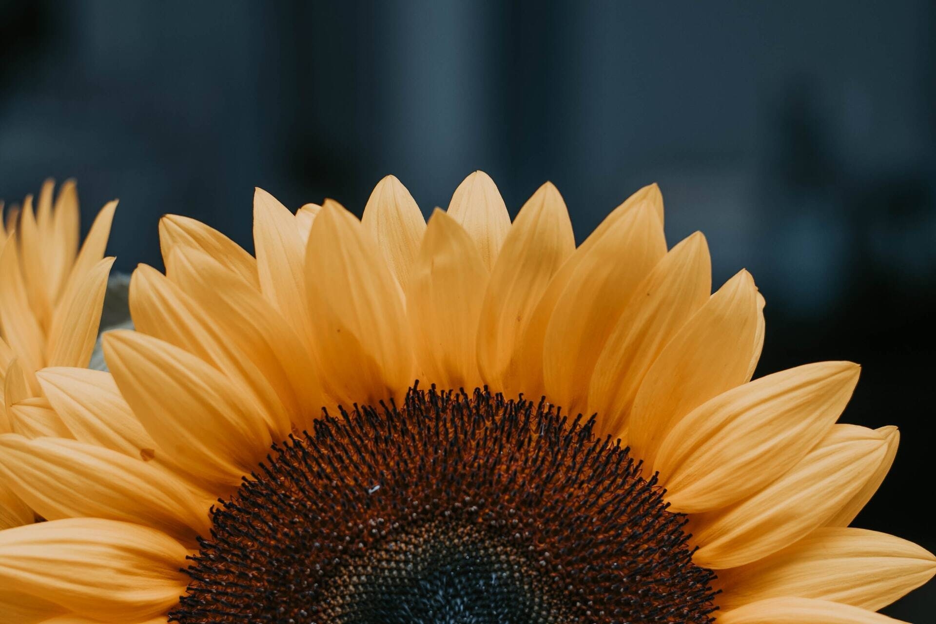Immagine: Girasole