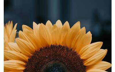 Immagine: Girasole